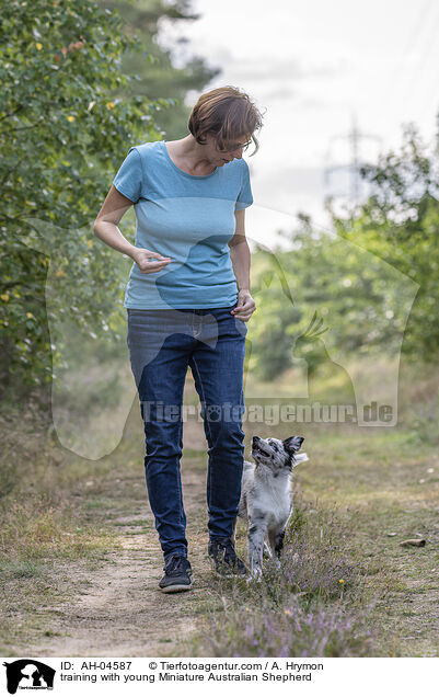 Training mit jungem Miniature Australian Shepherd / training with young Miniature Australian Shepherd / AH-04587