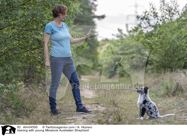 Training mit jungem Miniature Australian Shepherd / training with young Miniature Australian Shepherd / AH-04595