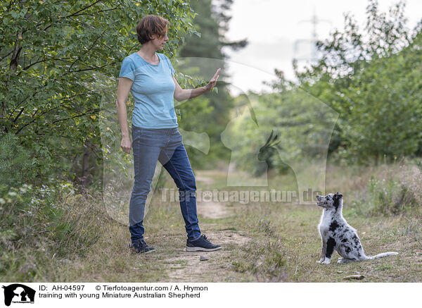 Training mit jungem Miniature Australian Shepherd / training with young Miniature Australian Shepherd / AH-04597