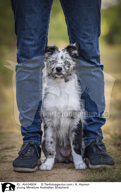 junger Miniature Australian Shepherd / young Miniature Australian Shepherd / AH-04604