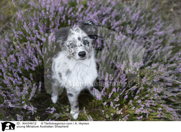 junger Miniature Australian Shepherd / young Miniature Australian Shepherd / AH-04612