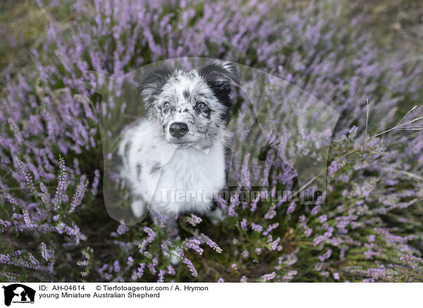 junger Miniature Australian Shepherd / young Miniature Australian Shepherd / AH-04614
