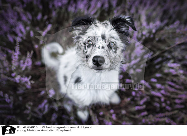 young Miniature Australian Shepherd / AH-04615