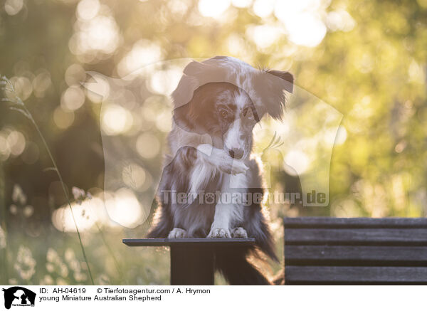 young Miniature Australian Shepherd / AH-04619