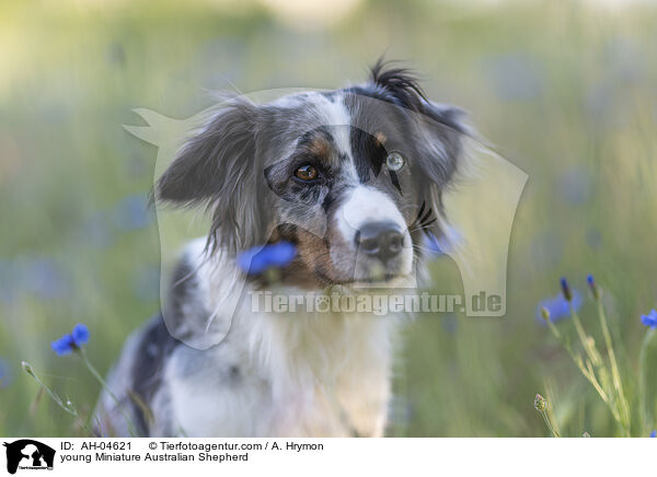 young Miniature Australian Shepherd / AH-04621