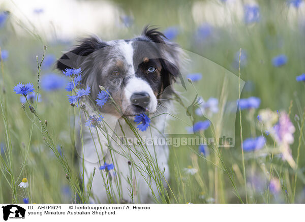 junger Miniature Australian Shepherd / young Miniature Australian Shepherd / AH-04624