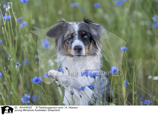 young Miniature Australian Shepherd / AH-04625