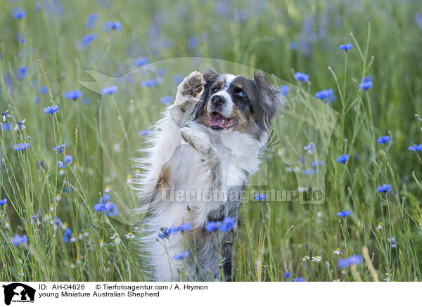 young Miniature Australian Shepherd / AH-04626