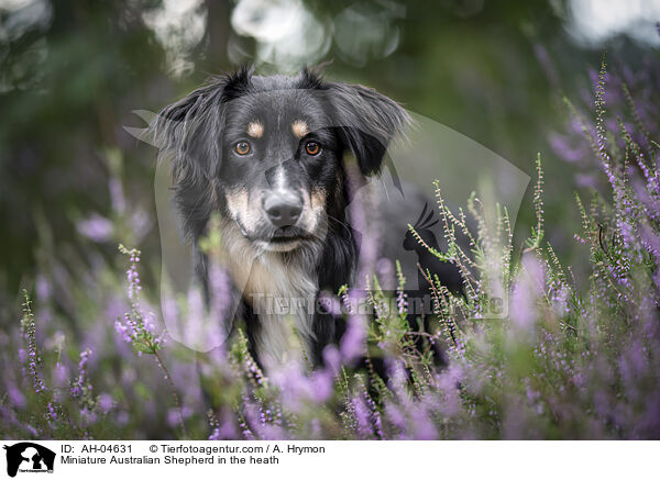 Miniature Australian Shepherd in der Heide / Miniature Australian Shepherd in the heath / AH-04631