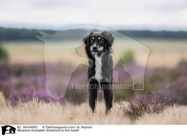 Miniature Australian Shepherd in der Heide / Miniature Australian Shepherd in the heath / AH-04653