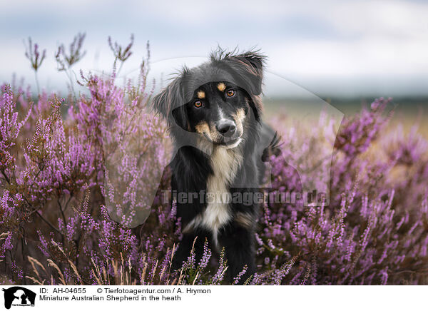 Miniature Australian Shepherd in der Heide / Miniature Australian Shepherd in the heath / AH-04655