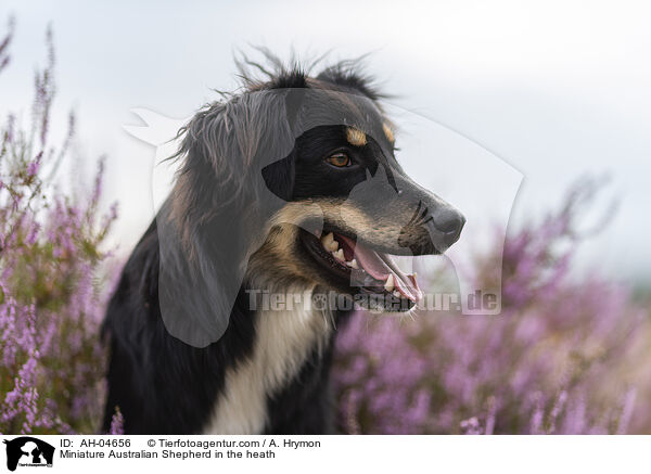 Miniature Australian Shepherd in der Heide / Miniature Australian Shepherd in the heath / AH-04656