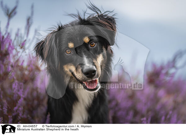 Miniature Australian Shepherd in der Heide / Miniature Australian Shepherd in the heath / AH-04657