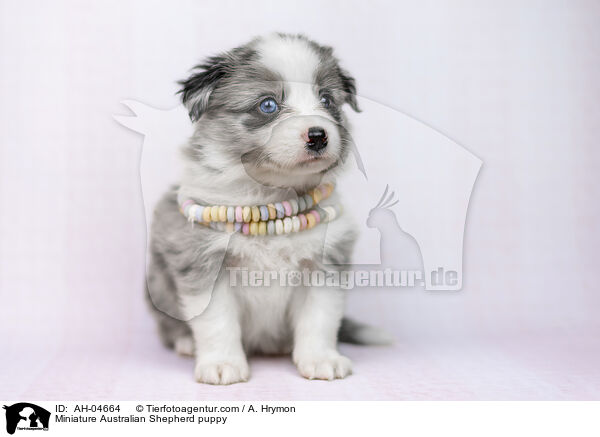 Miniature Australian Shepherd puppy / AH-04664