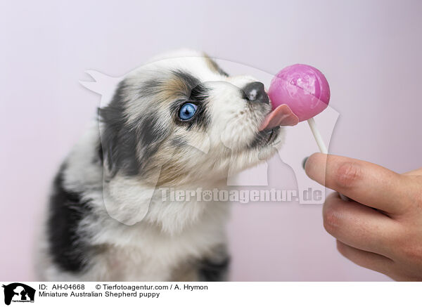 Miniature Australian Shepherd puppy / AH-04668