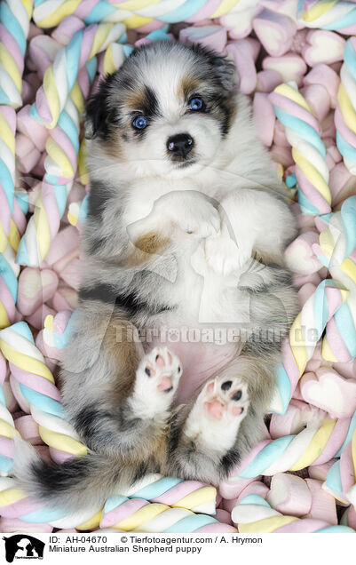 Miniature Australian Shepherd Welpe / Miniature Australian Shepherd puppy / AH-04670