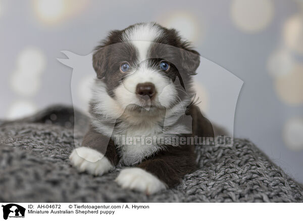 Miniature Australian Shepherd puppy / AH-04672