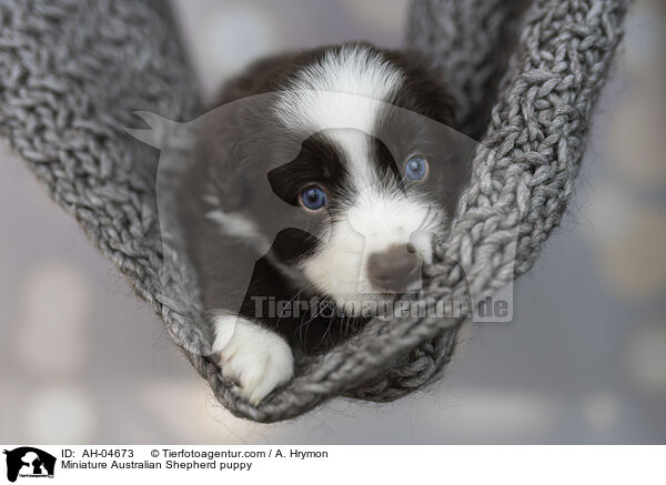 Miniature Australian Shepherd puppy / AH-04673