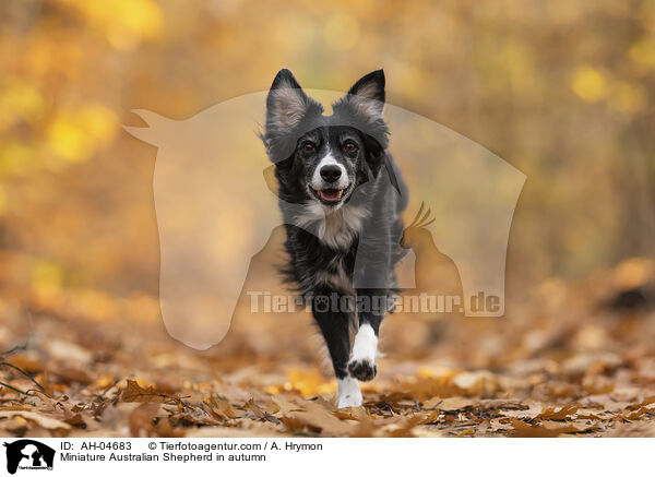 Miniature Australian Shepherd in autumn / AH-04683
