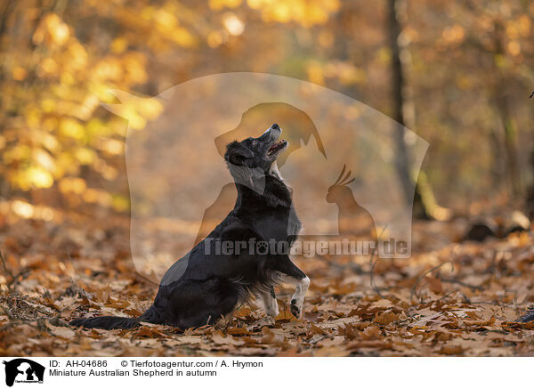 Miniature Australian Shepherd in autumn / AH-04686
