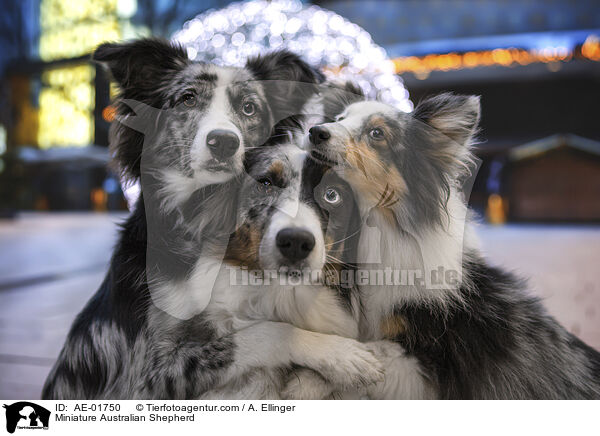 Miniature Australian Shepherd / Miniature Australian Shepherd / AE-01750