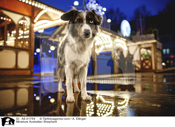 Miniature Australian Shepherd / Miniature Australian Shepherd / AE-01754