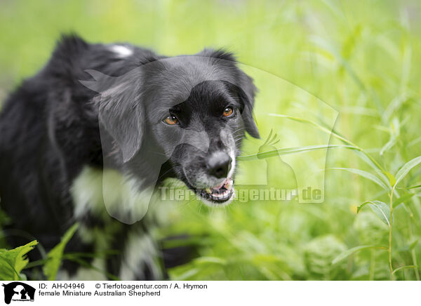 female Miniature Australian Shepherd / AH-04946