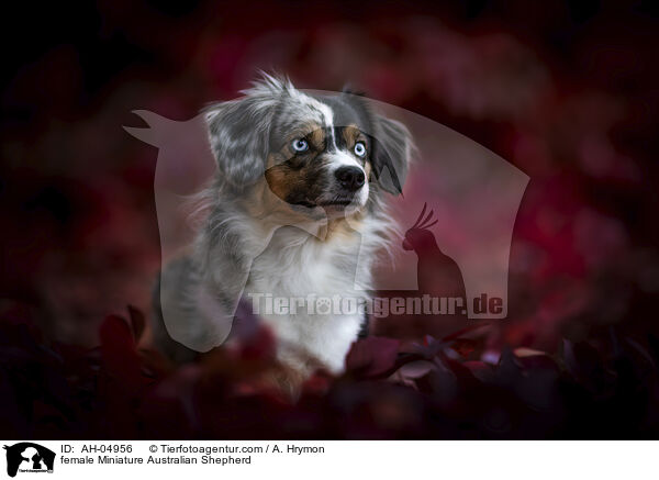 female Miniature Australian Shepherd / AH-04956