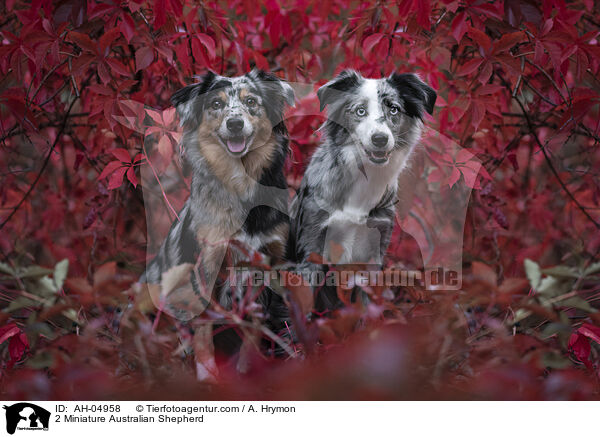 2 Miniature Australian Shepherd / AH-04958