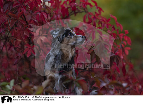 female Miniature Australian Shepherd / AH-04959