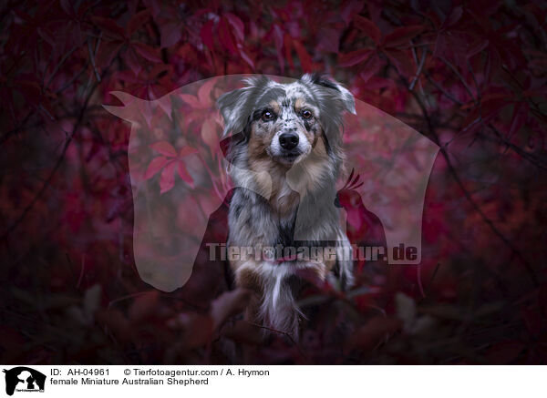 female Miniature Australian Shepherd / AH-04961