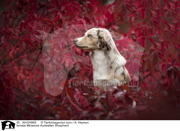 female Miniature Australian Shepherd / AH-04969