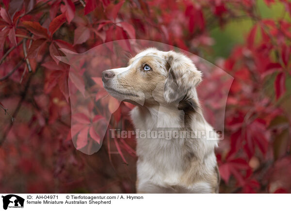 female Miniature Australian Shepherd / AH-04971