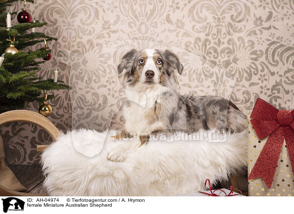 female Miniature Australian Shepherd / AH-04974