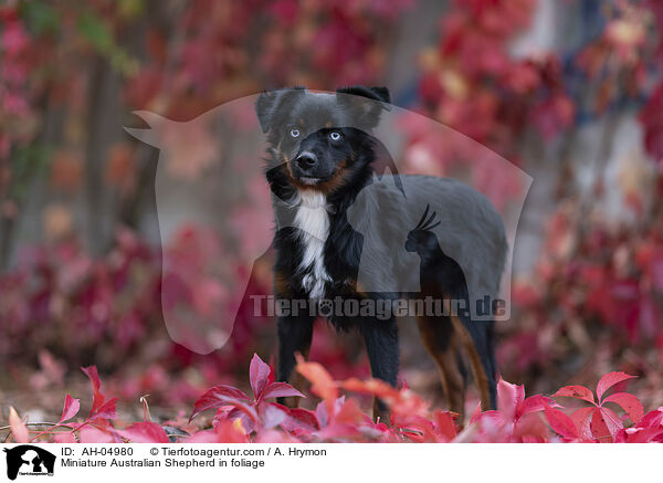 Miniature Australian Shepherd in foliage / AH-04980