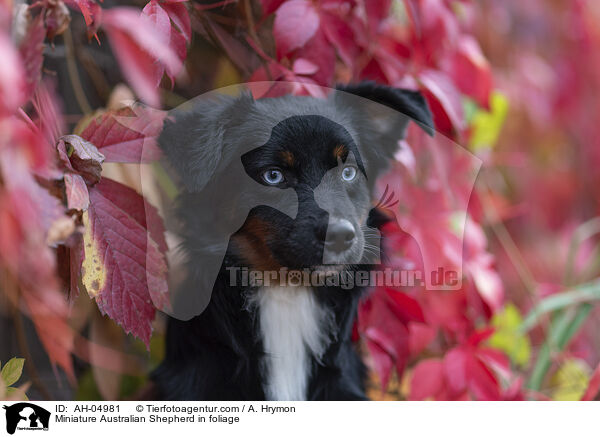 Miniature Australian Shepherd in foliage / AH-04981