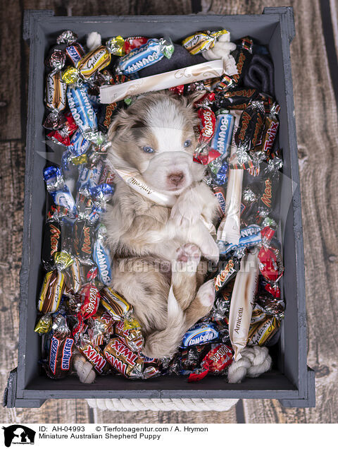 Miniature Australian Shepherd Welpe / Miniature Australian Shepherd Puppy / AH-04993