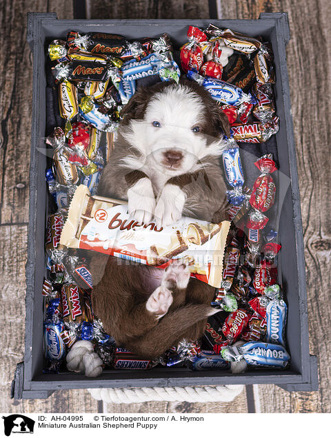 Miniature Australian Shepherd Welpe / Miniature Australian Shepherd Puppy / AH-04995