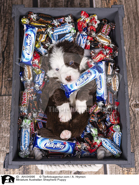 Miniature Australian Shepherd Puppy / AH-04996