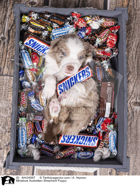 Miniature Australian Shepherd Puppy / AH-04997