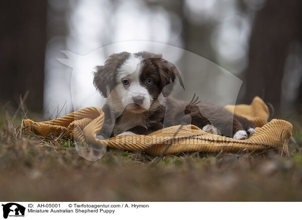 Miniature Australian Shepherd Puppy / AH-05001