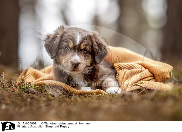 Miniature Australian Shepherd Puppy / AH-05009