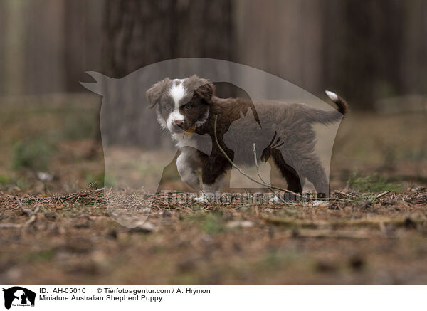 Miniature Australian Shepherd Puppy / AH-05010