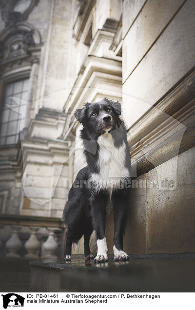 male Miniature Australian Shepherd / PB-01461