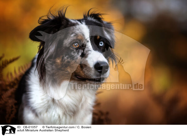 adult Miniature Australian Shepherd / CB-01057
