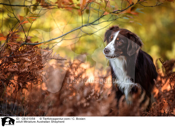 erwachsener Miniature Australian Shepherd / adult Miniature Australian Shepherd / CB-01058