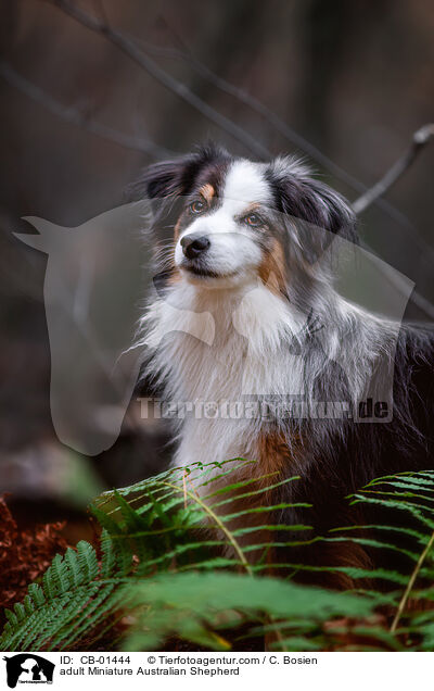 erwachsener Miniature Australian Shepherd / adult Miniature Australian Shepherd / CB-01444