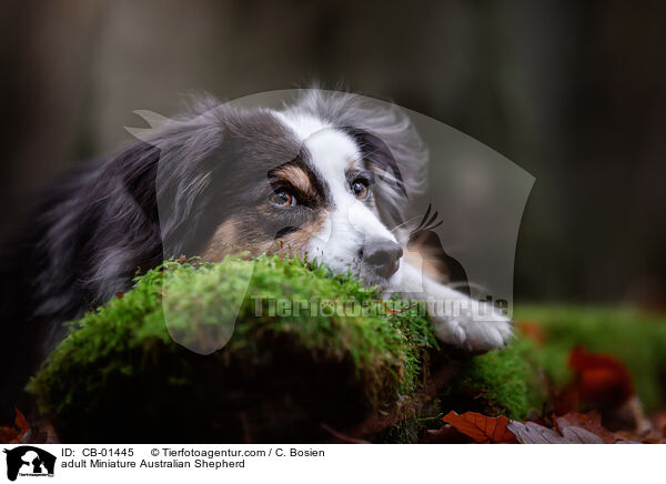erwachsener Miniature Australian Shepherd / adult Miniature Australian Shepherd / CB-01445
