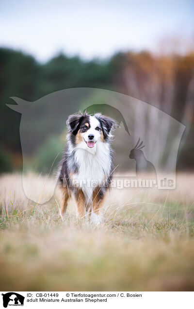 adult Miniature Australian Shepherd / CB-01449