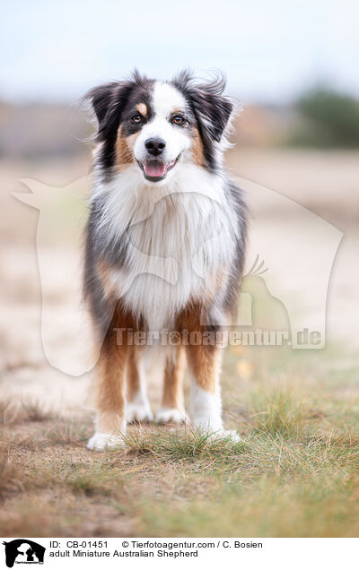 erwachsener Miniature Australian Shepherd / adult Miniature Australian Shepherd / CB-01451
